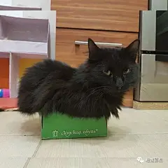 【图片】【调皮猫表情包】超可爱的，长期更新哈_表情包吧_百度贴吧 _E有点意思_T2019114 #率叶插件，让花瓣网更好用_http://ly.jiuxihuan.net/?yqr=12146793#