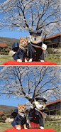 这对来自日本的猫狗组合跑遍了日本各地，狗狗是10岁大的柴犬菊千代，猫咪叫寅次郎，这两个小背包客有位非常爱旅游的主人，每到一个地方就会为它们打扮，拍下美美的照片纪念，超级有爱