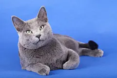 点击来源直接获取大图文件 |俄罗斯蓝猫的工作室照片