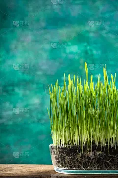 春草在花盆里生长，你好春天的概念