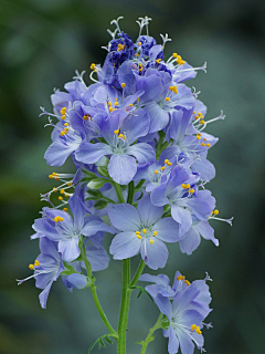 浪得虚茗采集到花儿