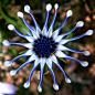 蓝眼菊 Osteospermum：菊科蓝眼菊属植物，学名来自希腊文的「骨头」及拉丁文「种子」约50个物种都是产于非洲，其中35个于南部非洲及阿拉伯，属半耐寒性的植物。