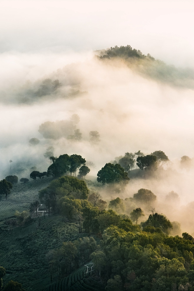 茶山云雾