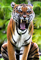 h4ilstorm:

Tiger at Zoo (by miamiredbird)
