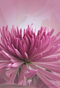 ~~Softly softly ~ pink chyrsanthemum by `photonig~~