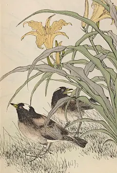 资料公开——一本被民国大家秘不示人的写生花鸟宝典