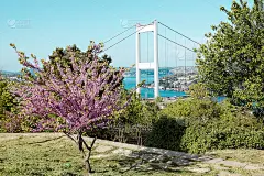 绚丽多彩的桃花在春天绽放