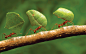 General 2560x1600 animals insect hymenoptera ants macro