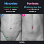 Masculine and feminine belly