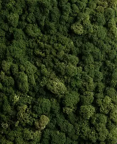 保留的苔藓近摄镜头
