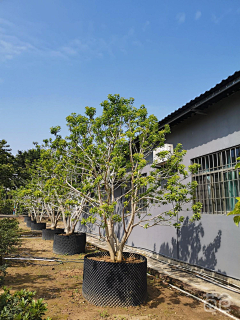 熊喵333采集到植物意向图