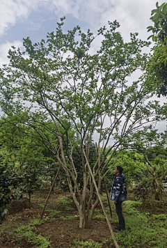 dagouzideniu采集到植物品种