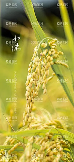 小满  - 源文件下载【酷图网】小满海报,地产小满,麦子,芒种,丰收,农业高档,农业海报,壁纸,唯美小清新,地产节气,小满地产海报,小满单图,小满朋友圈,小满广告,小满宣传,小满节气海报,夏至,初夏,夏至转发图,传统节气,小满节日,24节气,小满微信,小满推广,地产节气单图,小满微信稿,微信小满,二十四节气