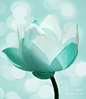 Mint Lotus by artist PhotoDream  Art ~ Prints  starting at $22: 