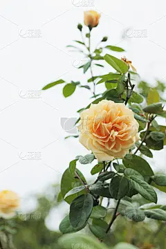 美丽的英国玫瑰花。