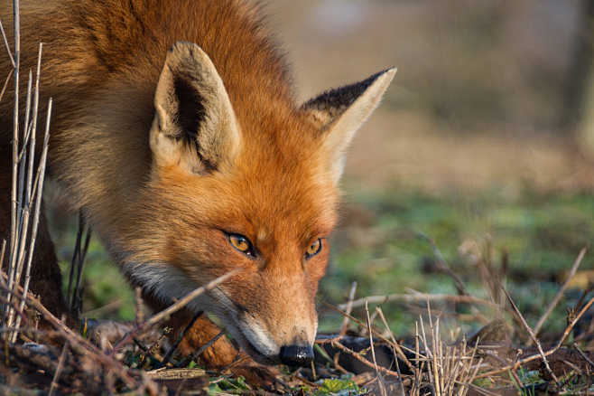 foxbysakevanpelton500px