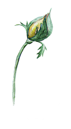 Dreamer娜娜采集到花