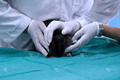 医生或兽医小组正在手术室里为生病的小兔子做检查和准备，手术前动物麻醉