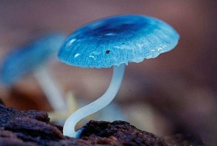 塔斯马尼亚岛的炫蓝蘑菇(mycena i...