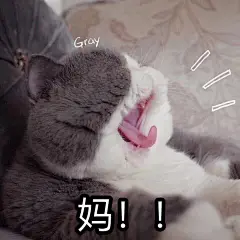 表情包/缺钱
