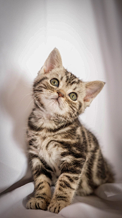 锦瑟~~采集到猫咪