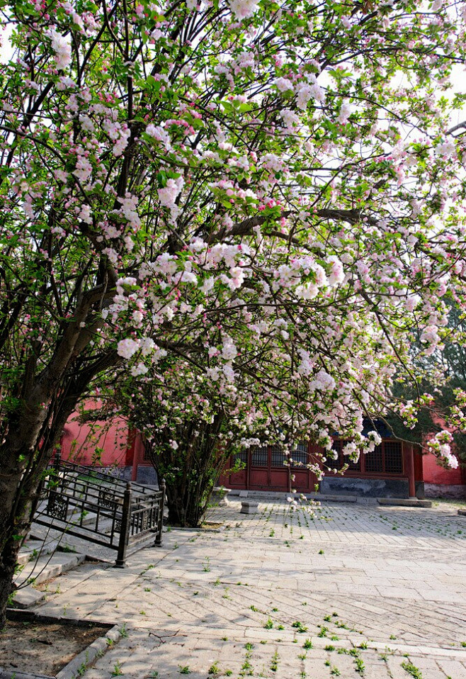 朱自清称最恋的是西府海棠海棠的花繁得好也淡得好艳极了人们都说海棠