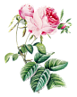 Roses (54)