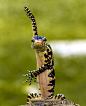 magicalnaturetour:

A lizard shows off its dance skills. The reptile was spotted in a park in Surabaya, Indonesia. Although the limber lizard was busy hunting insects, it still had time to stop and perform a quick dance before dashing off into the bushes 