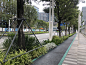 深圳蛇口道路 花境