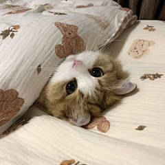 锍婷采集到X-小猫咪