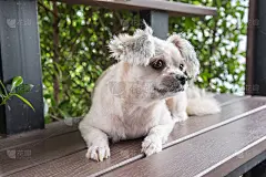 这是一只非常可爱的小狗，它和西施犬、博美犬和贵宾犬一起坐在咖啡馆或面包店的冰淇淋店的椅子上，看着一些