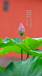 春之萌发，夏之繁茂，秋之绚烂，冬之清朗。