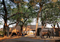 Okavango Delta Safari | Belmond Eagle Island Lodge : A secluded retreat in the Okavango Delta, Belmond Eagle Island Lodge provides complete luxury safari accommodation in Botswana.