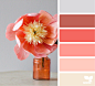 umber Archives | Design Seeds