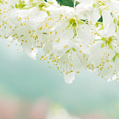 生人与熟狗采集到花儿