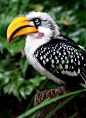 Yellow-billed hornbill