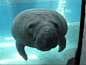 haleylynae: c’mere manatee let me kiss u it ok bb  glass is...