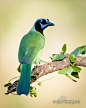 Photograph Green Jay by Dan Fleming on 500px