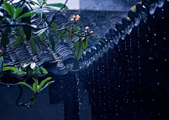 弑纱采集到雨