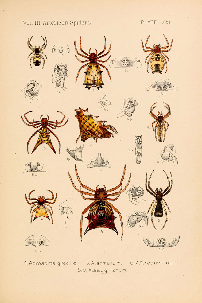 昆虫图鉴●蜘蛛