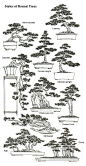 STYLES OF BONSAI