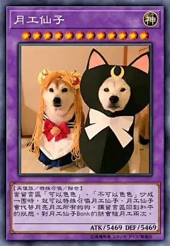 【表情包】色色柴犬