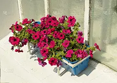 牵牛花长在花盆里。