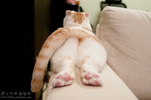 呆萌折耳猫pokke (25)