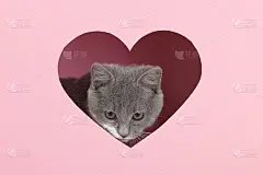 一只灰色的小猫从粉红色背景下一个心形的洞里向外张望。设计空白的情人节，贺卡，表达爱意。副本的空间。