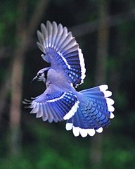 bluejay�������������...