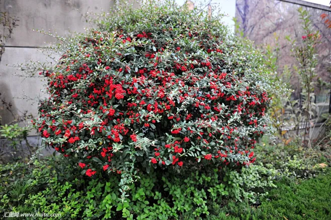 火棘球 Pyracantha fortuneana (Maxim.) H. L. Li-花瓣网