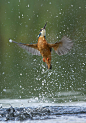 Kingfisher by ~Albi748