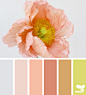 Design Seeds : Your daily dose of inspiration ... for all who love color.