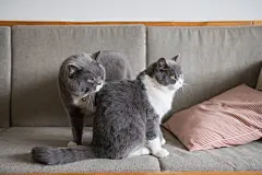 点击来源直接获取大图文件 |Two British short-haired cats, indoor shooting